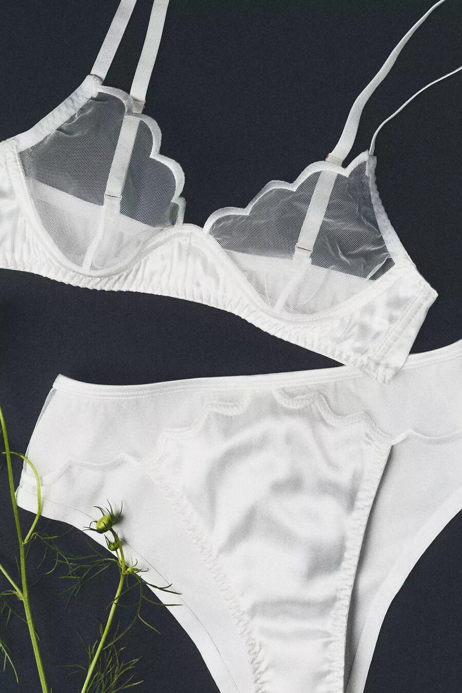 braguitas de bikini de satén transparente festoneado lyrebird