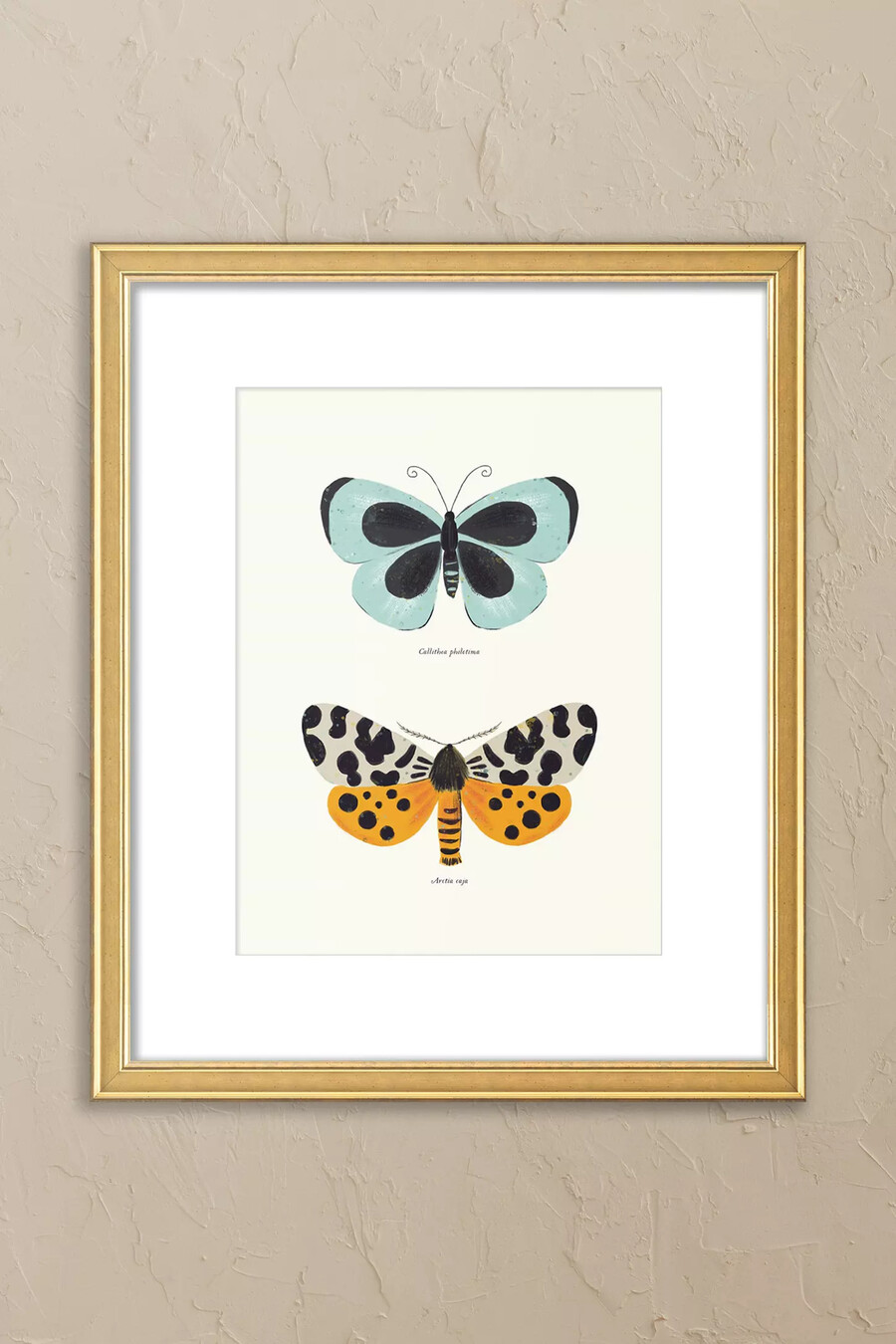 especies de mariposas de sabina radeva arte de pared enmarcado