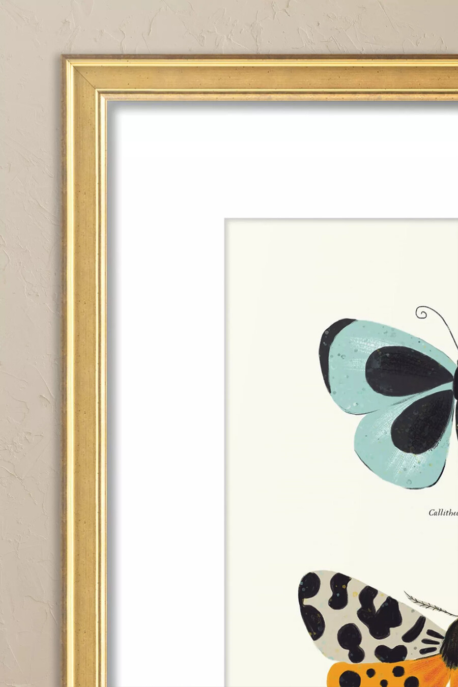 especies de mariposas de sabina radeva arte de pared enmarcado